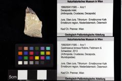 Foto (Objket + Etiketten) von Cracensigillatus sp. 